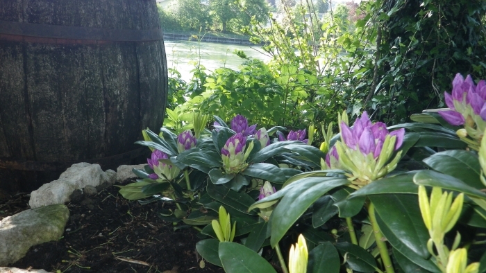 Blumenpracht im Garten